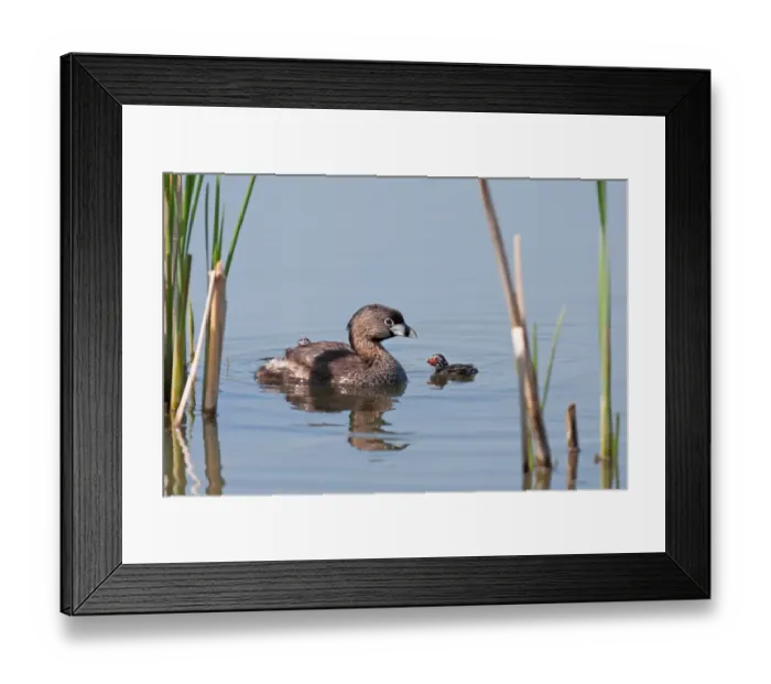 Framed Print : Pied-billed Grebe with chicks Framed Print : Pied-billed Grebe with chicks
