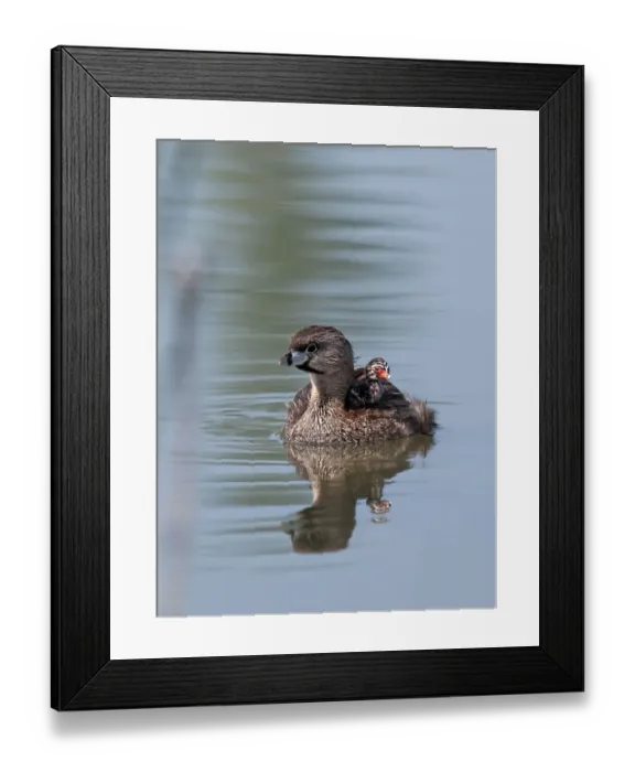Framed Print : Pied-billed Grebe with chick Framed Print : Pied-billed Grebe with chick