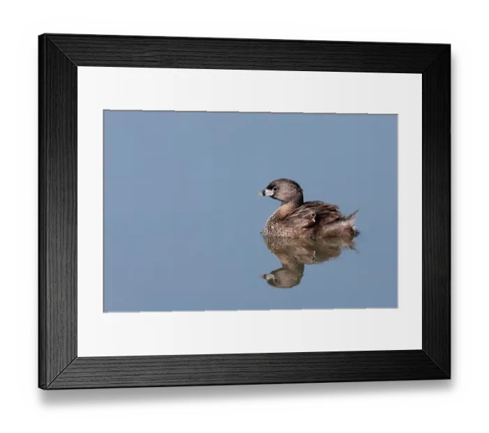 Framed Print : Pied-billed Grebe with chicks Framed Print : Pied-billed Grebe with chicks