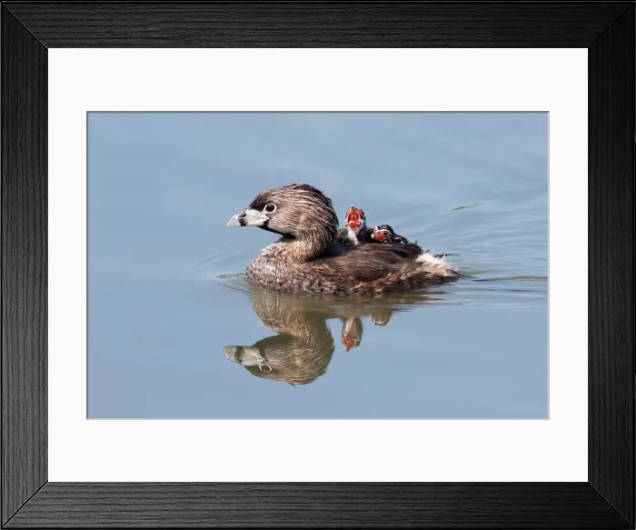 Framed Print : Pied-billed Grebe with chicks Framed Print : Pied-billed Grebe with chicks