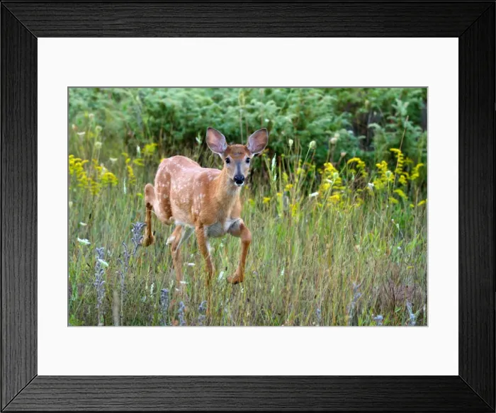 Framed Print : White-tailed Deer Fawn Framed Print : White-tailed Deer Fawn