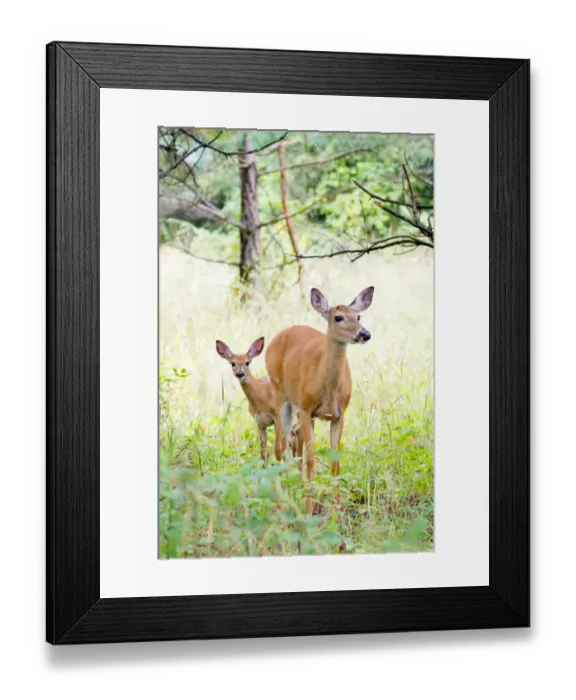 Framed Print : White-tailed Deer Fawn Framed Print : White-tailed Deer Fawn
