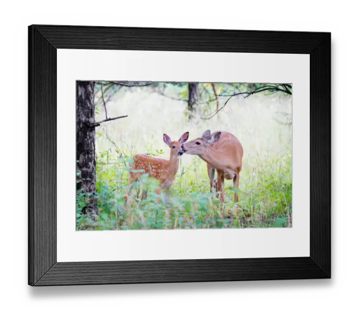 Framed Print : White-tailed Deer Fawn