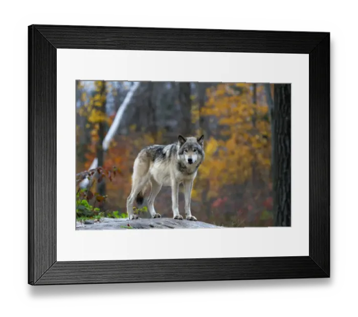 Framed Print : Timber Wolf 14 Framed Print : Timber Wolf 14