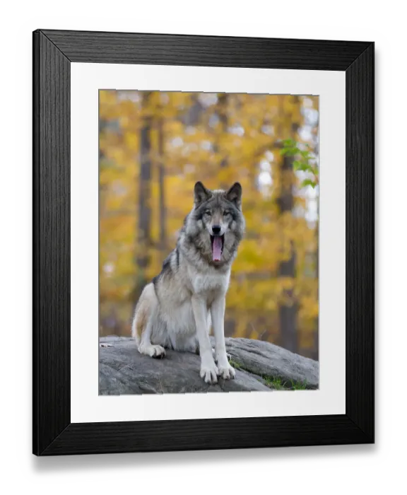 Framed Print : Timber Wolf Framed Print : Timber Wolf