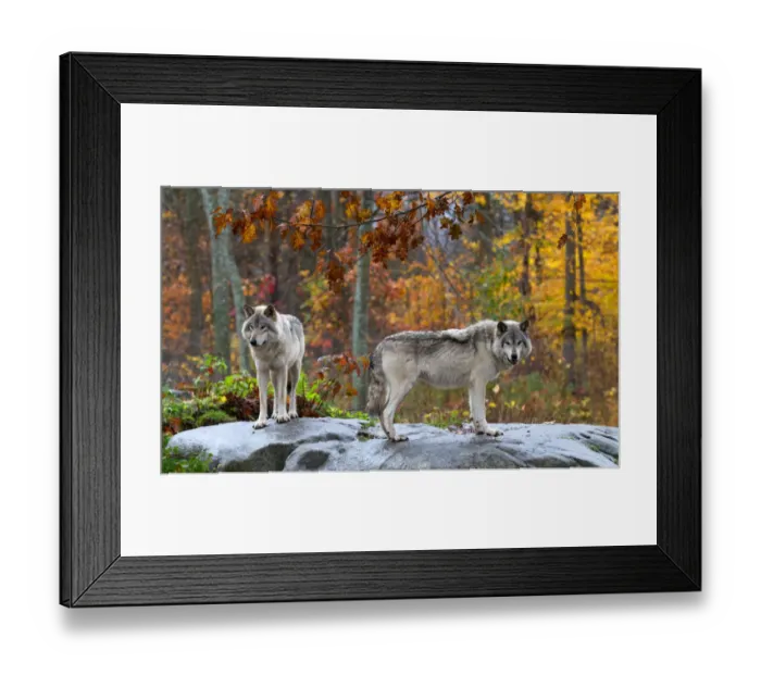 Framed Print : Timber Wolf Framed Print : Timber Wolf
