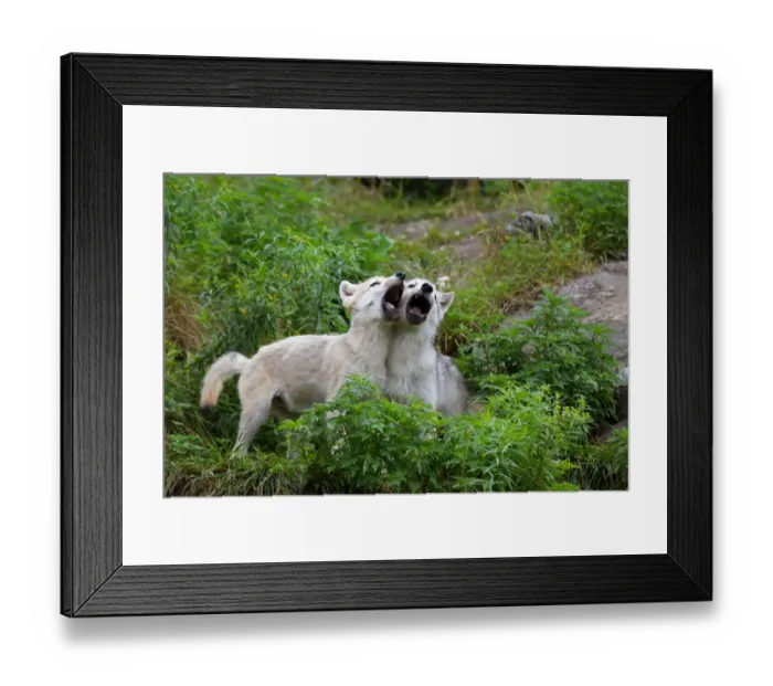 Framed Print : Howling wolf pups Framed Print : Howling wolf pups