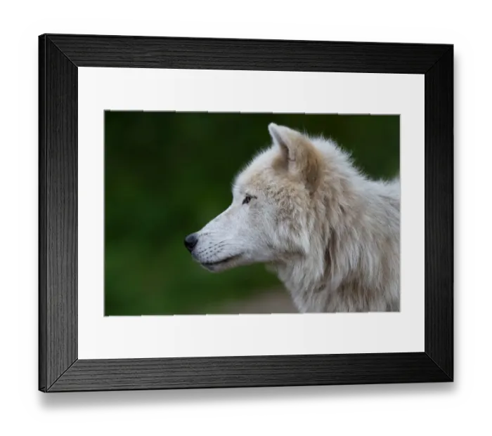 Framed Print : Arctic wolf Framed Print : Arctic wolf