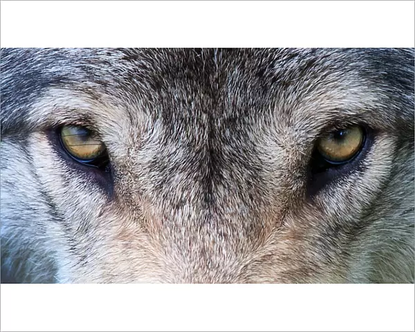 Wolf eyes. A timber wolf gives me the eye