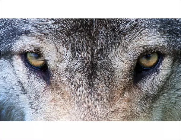 Wolf eyes. A timber wolf gives me the eye