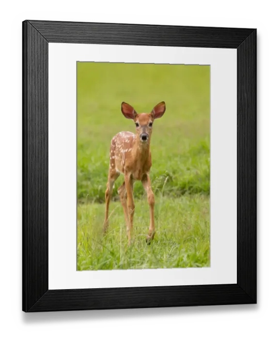 Framed Print : Fawn. This little fawn didn t very scared to come close to me Framed Print : Fawn. This little fawn didn t very scared to come close to me