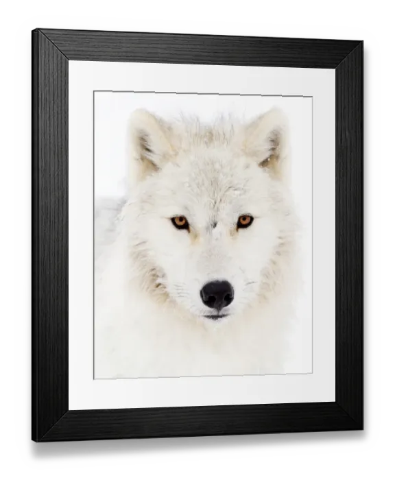 Framed Print : Arctic Wolf Framed Print : Arctic Wolf