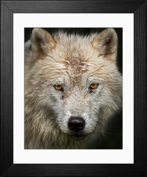 Framed Print : Arctic Wolf Framed Print : Arctic Wolf