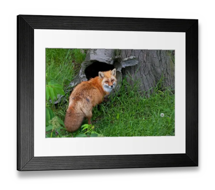Framed Print : Red Fox. Fox in front of hollow log Framed Print : Red Fox. Fox in front of hollow log