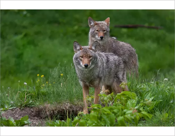 Coyotes. Two coyotes pose for their picture