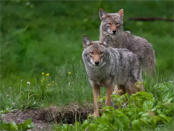 Coyotes. Two coyotes pose for their picture