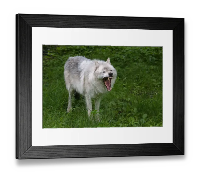 Framed Print : Arctic Wolf Framed Print : Arctic Wolf