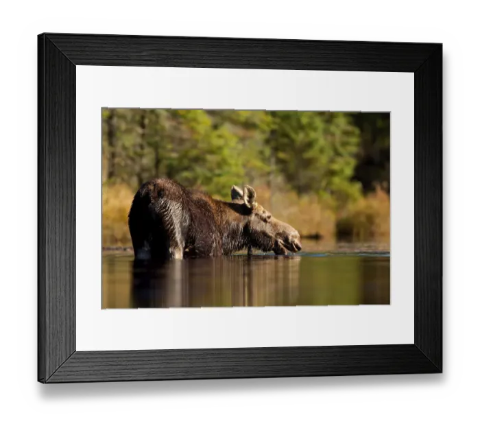 Framed Print : Algonquin Moose - Algonquin Park Framed Print : Algonquin Moose - Algonquin Park