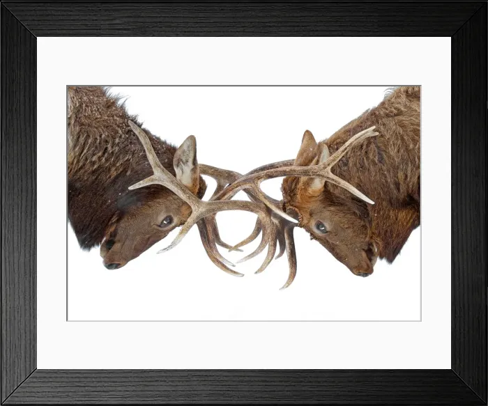 Framed Print : Eye to eye Framed Print : Eye to eye