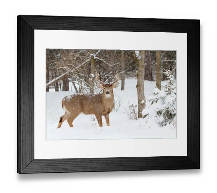 Framed Print : White-tailed buck