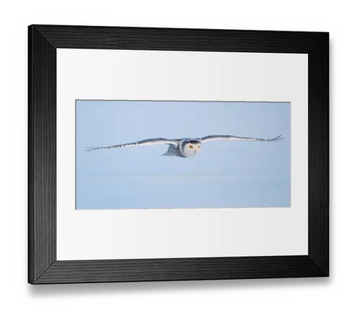 Framed Print : Snowy owl Framed Print : Snowy owl