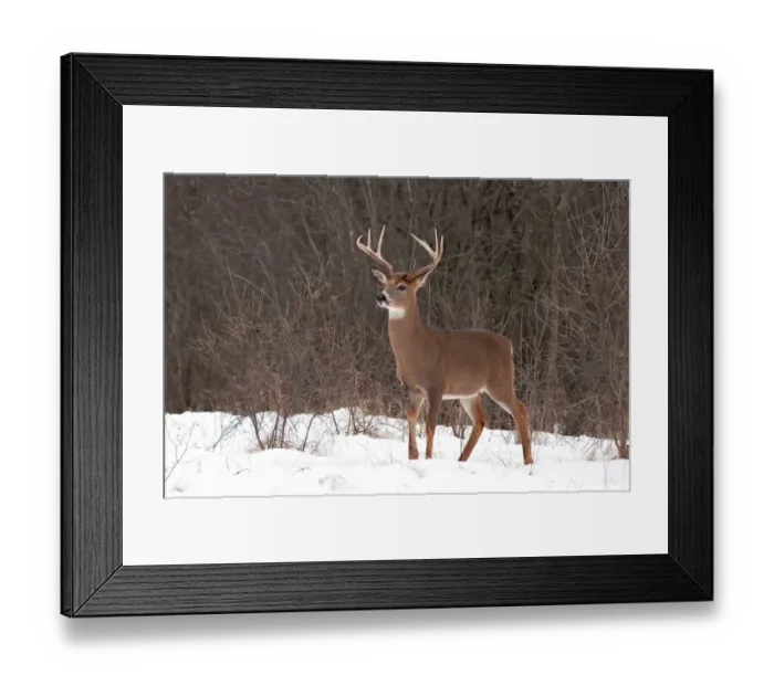 Framed Print : White-tailed buck deer Framed Print : White-tailed buck deer