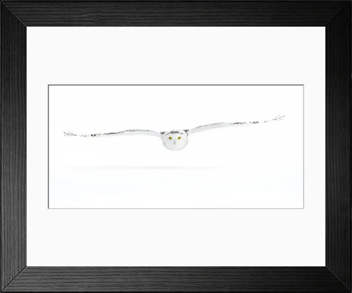 Framed Print : Snowy Owl Gliding Framed Print : Snowy Owl Gliding