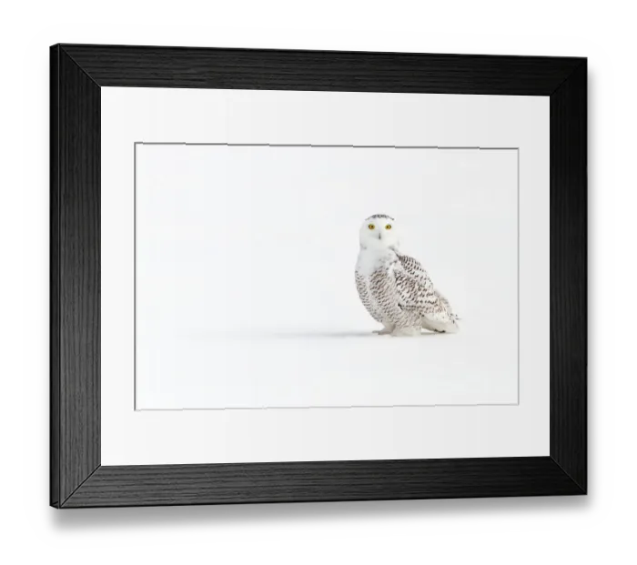 Framed Print : Snowy Owl Framed Print : Snowy Owl