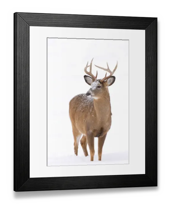 Framed Print : White-tailed Buck in Snow Framed Print : White-tailed Buck in Snow