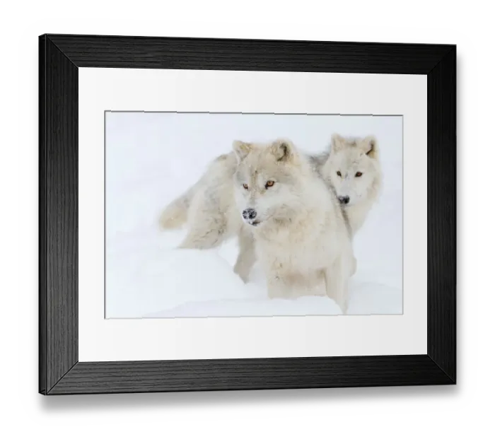 Framed Print : Arctic wolves Framed Print : Arctic wolves