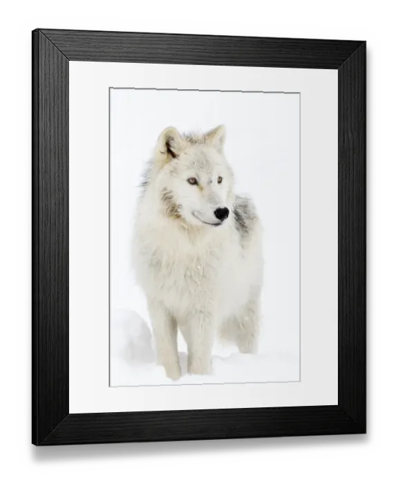 Framed Print : Arctic Wolf