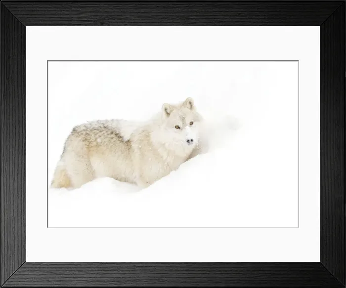 Framed Print : Arctic Wolf in Snow Framed Print : Arctic Wolf in Snow
