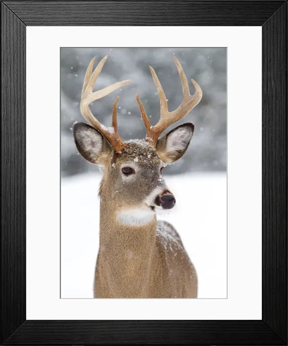 Framed Print : White-tailed buck Framed Print : White-tailed buck