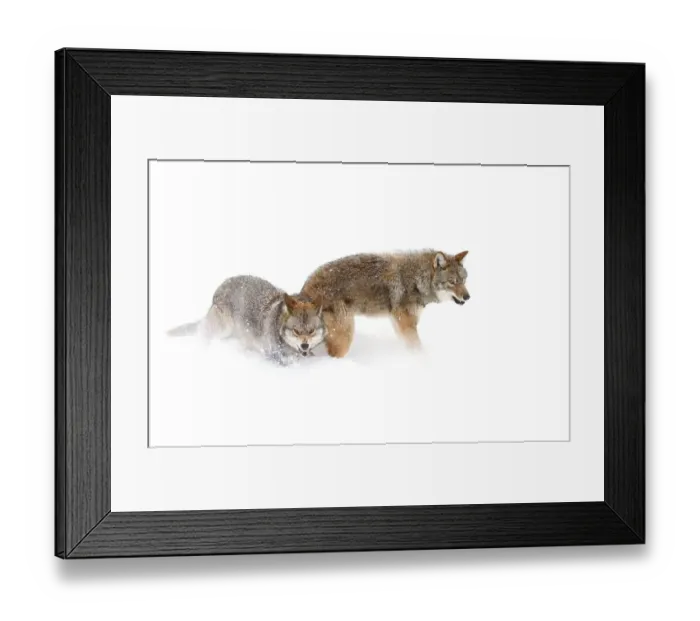 Framed Print : Coyotes in Snow Framed Print : Coyotes in Snow