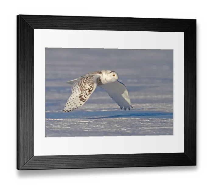 Framed Print : Snowy owl over farm field Framed Print : Snowy owl over farm field