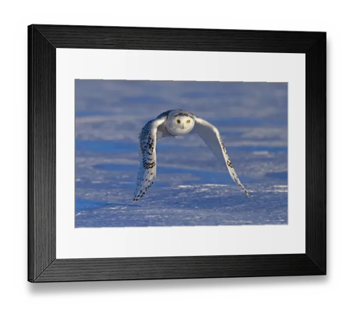 Framed Print : Snowy Owl. snowy owl, winter Framed Print : Snowy Owl. snowy owl, winter