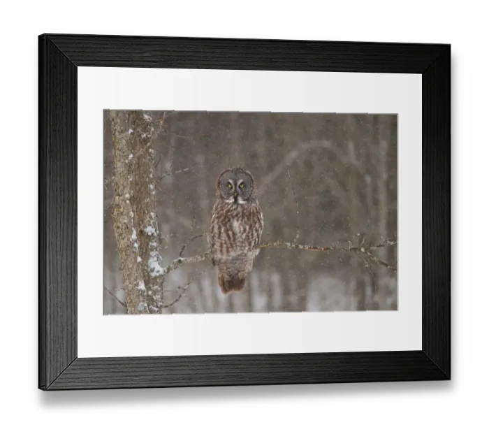 Framed Print : Great Grey Owl Waits Framed Print : Great Grey Owl Waits