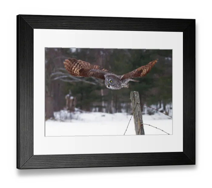Framed Print : Great grey owl takes flight Framed Print : Great grey owl takes flight