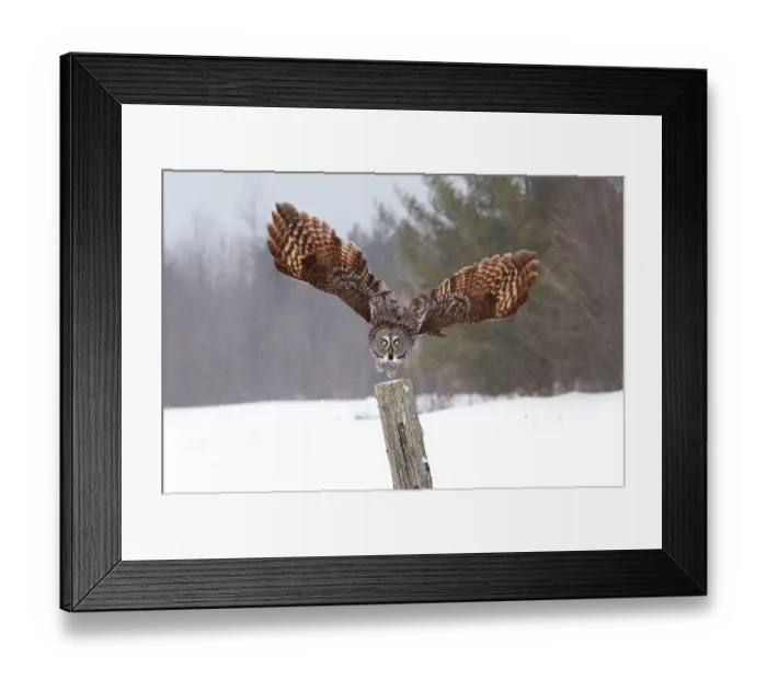 Framed Print : Great Grey Owl Attacks