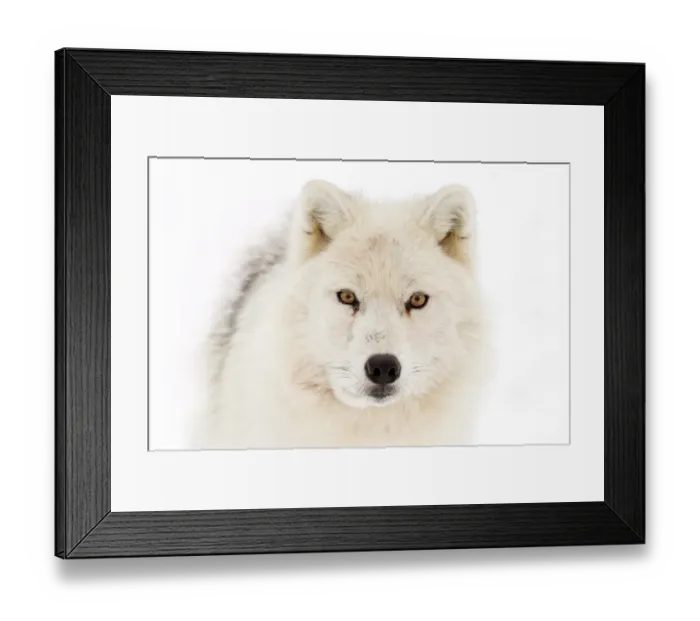 Framed Print : White wolf Framed Print : White wolf