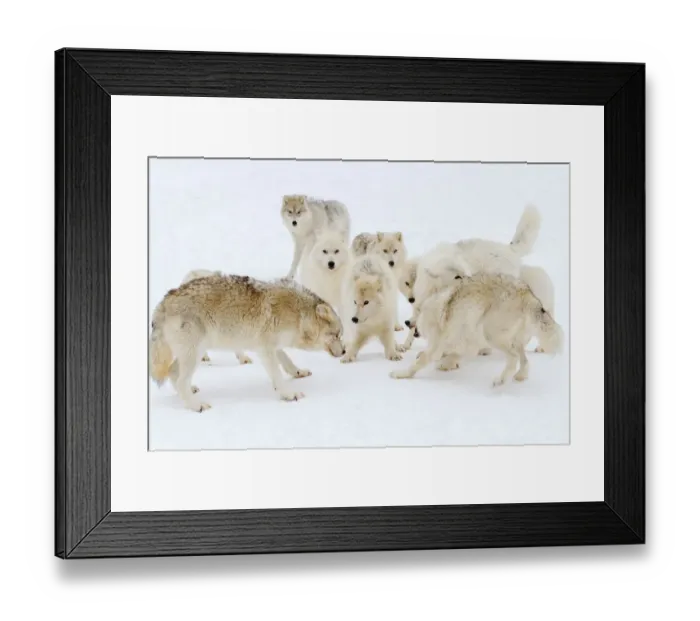 Framed Print : Arctic wolf play Framed Print : Arctic wolf play