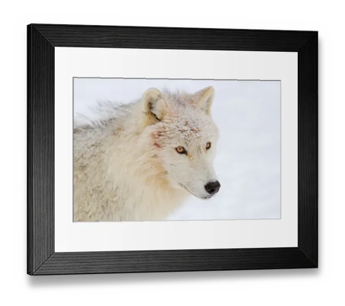 Framed Print : Arctic wolf profile Framed Print : Arctic wolf profile