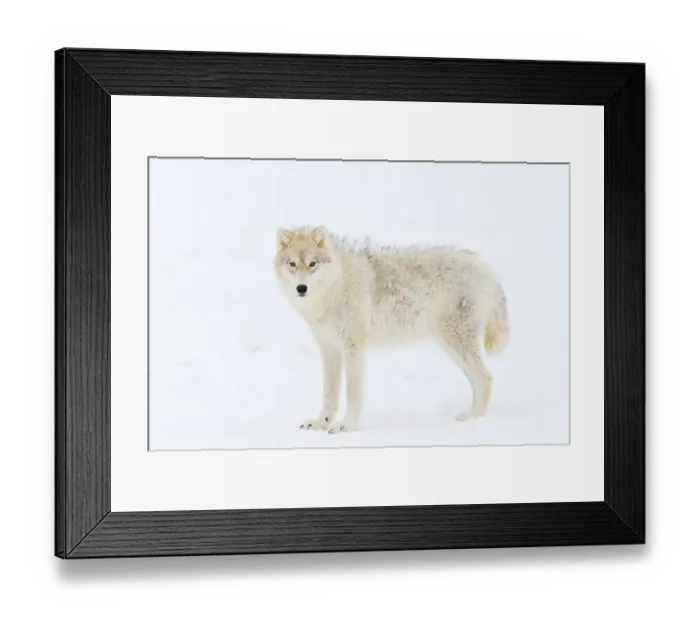 Framed Print : Arctic wolf frizzies Framed Print : Arctic wolf frizzies