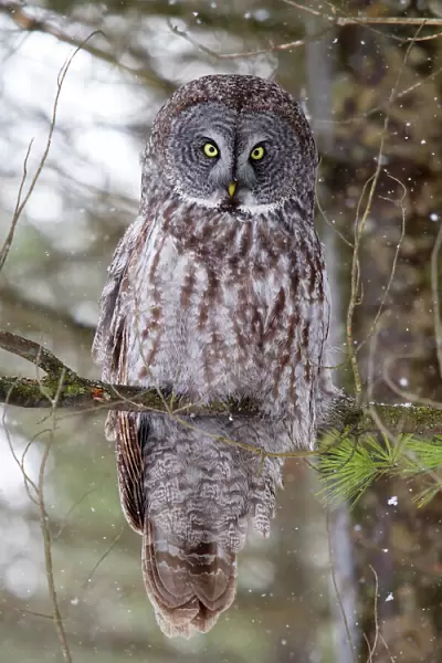 Great Grey Owl Pine Tree Perch