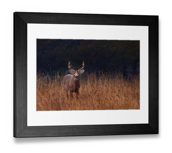 Framed Print : White-tailed buck Framed Print : White-tailed buck