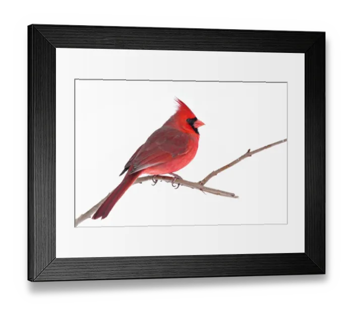 Framed Print : Northern Cardinal Framed Print : Northern Cardinal