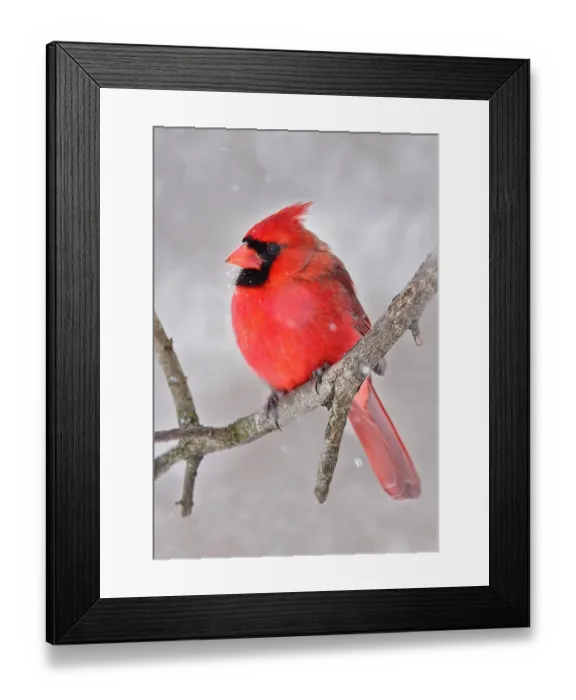 Framed Print : Northern Cardinal Framed Print : Northern Cardinal