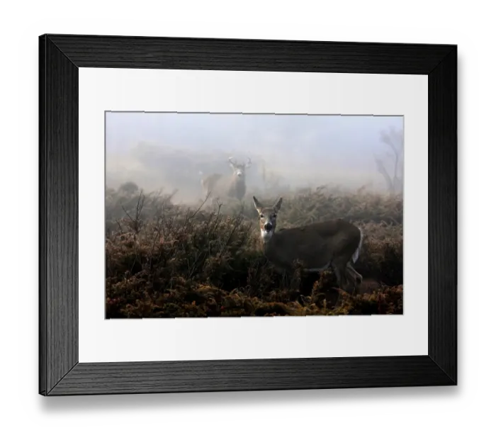 Framed Print : The Rut is on Framed Print : The Rut is on