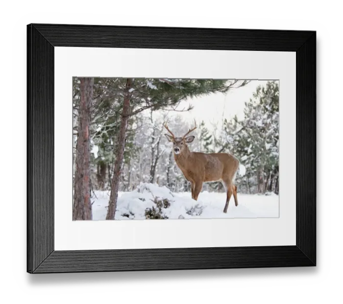 Framed Print : Frosty Morning Deer Framed Print : Frosty Morning Deer