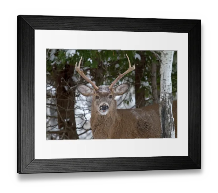 Framed Print : Buck fight antlers Framed Print : Buck fight antlers